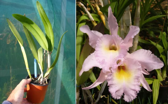 Cattleya (RLC) Tokyo, Orchidée, Orchid