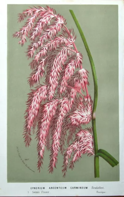 GYNERIUM ARGENTEUM ,PAMPAS GRASS, Van Houtte  Antique Botanical Print c 1850