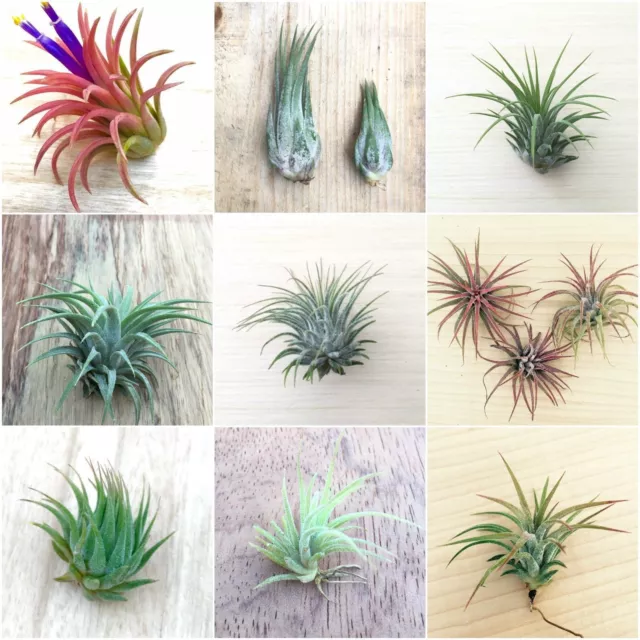 Airplant - HUGE RANGE - FREE UK SHIPPING - no soil house air plant tillandsia