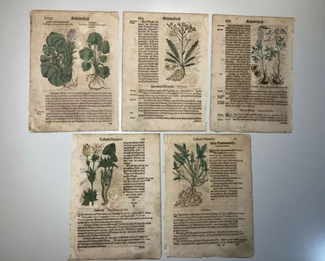 5x altes Blatt aus Kräuterbuch koloriert / Kräuter Pflanzen