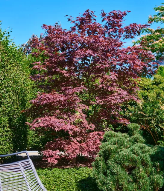 Acer palmatum 'Bloodgood' - Dunkelroter Fächerahorn