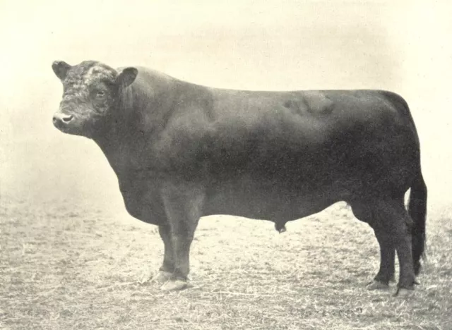 GALLOWAY BULL. "Henry Tarbreoch" winner prize H&AS shows 1889-90 1912 print