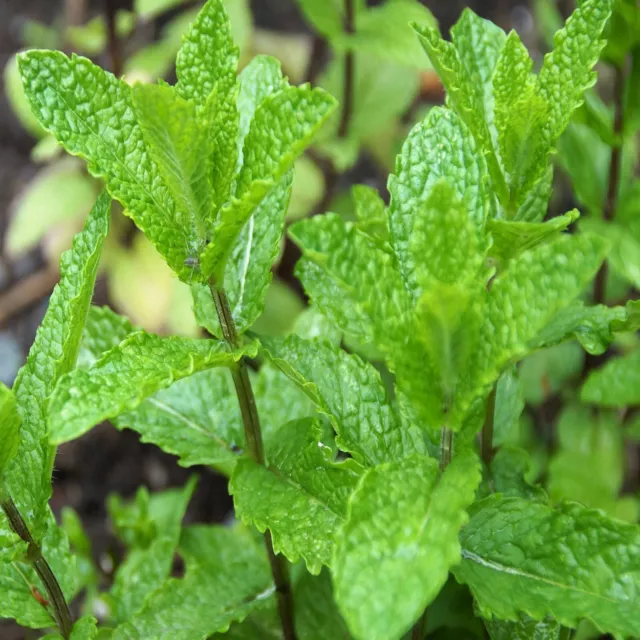 Mint Peppermint 100+ Seeds Premium Medicinal Herbs Garden Seeds