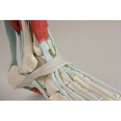 Erler Zimmer, modello anatomico di scheletro del piede con legamenti 6052