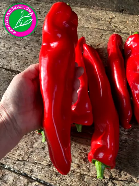 Paprikasamen 🌶️ Dulce Italiano  ☀️ 10+ Samen gigantische Früchte extrem süß