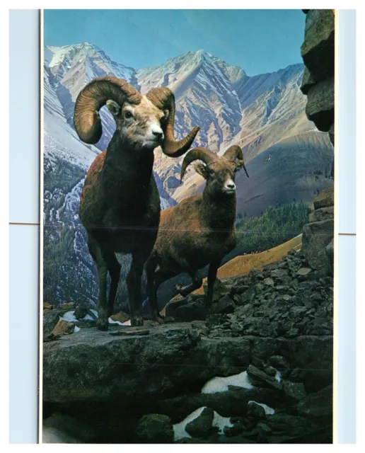 Canadian Rocky Mountain Bighorn Sheep Alpine Meadows Chrome Postcard UNP