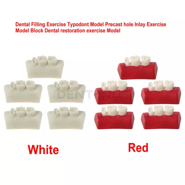 Dental Filling Practice Typondont Model Precast Hole Inlay Exercise Model Block