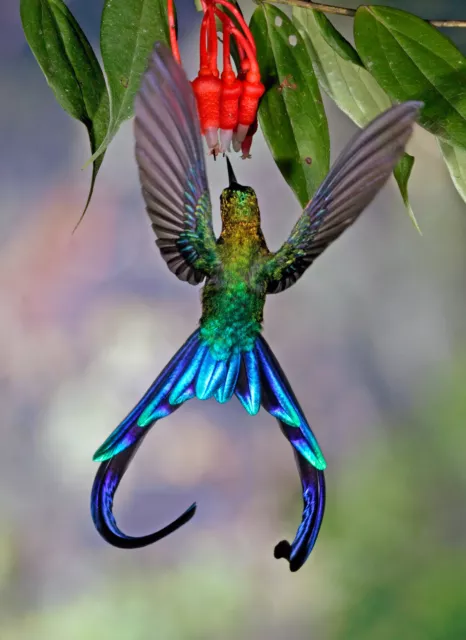 3 -D -Ansichtskarte: Kolibri Langschwanz- Sylphe - Violet- tailed Sylph. Ecuador