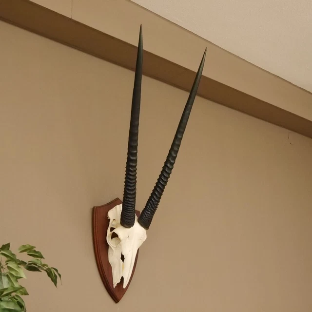 Orix ( Gazella) Antílope Gacela Gemsbok África Trofeo de Calavera Hornlänge 78CM