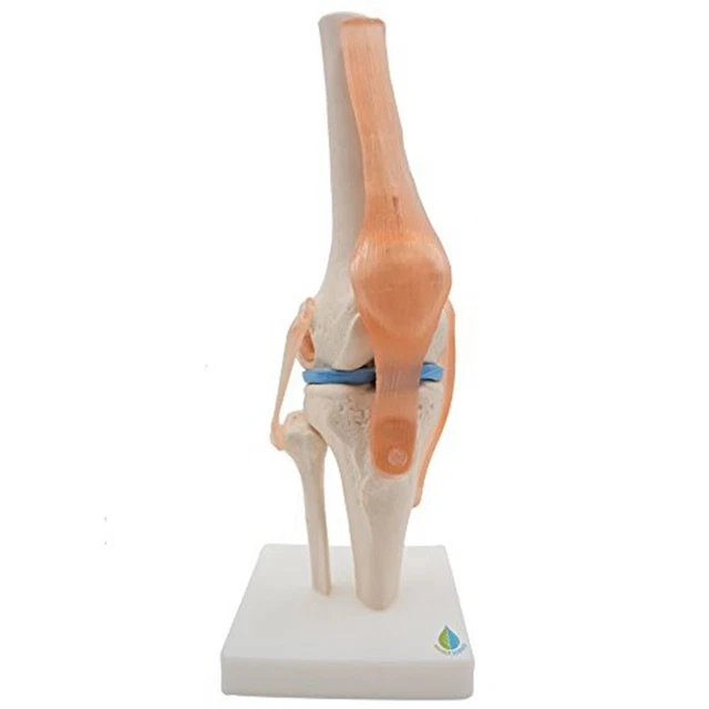 Left Knee Model HUMAN KNEE JOINT Teaching Model with Ligaments Model Size £110.90 ...