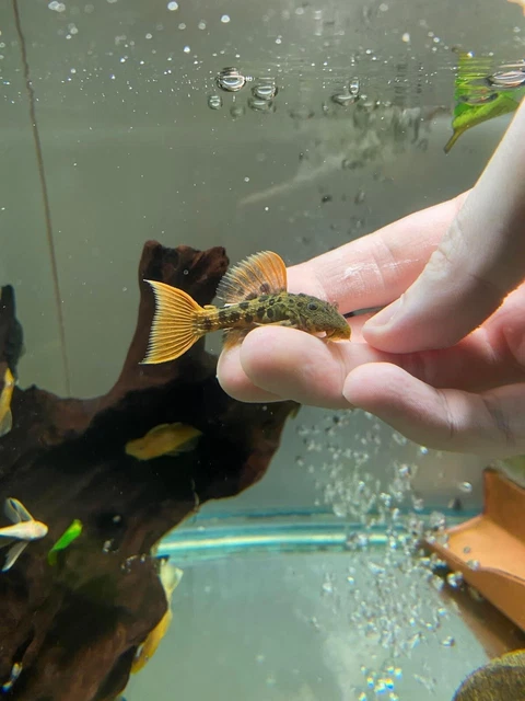 1 Pleco L600 ( Size 3-4m ) Leopard Cactus Pleco - High Quality Pleco - USA SELLE