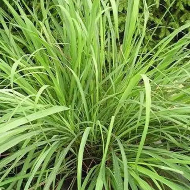 Lemon Grass seeds - Cymbopogon flexuosus - Indian Herb seeds