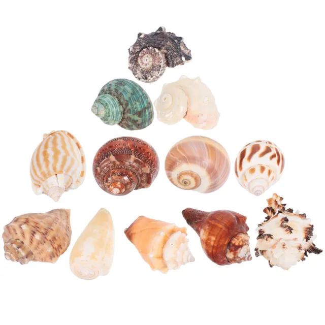 Natural Hermit Crab Shell Conch Set Box Zodiac Tiny Beach Seashells