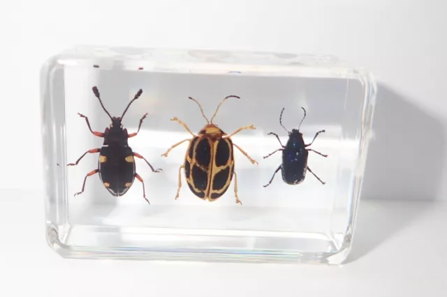 3 Leaf Beetle Collection Set in clear small Resin block Education Kit TE1S 3