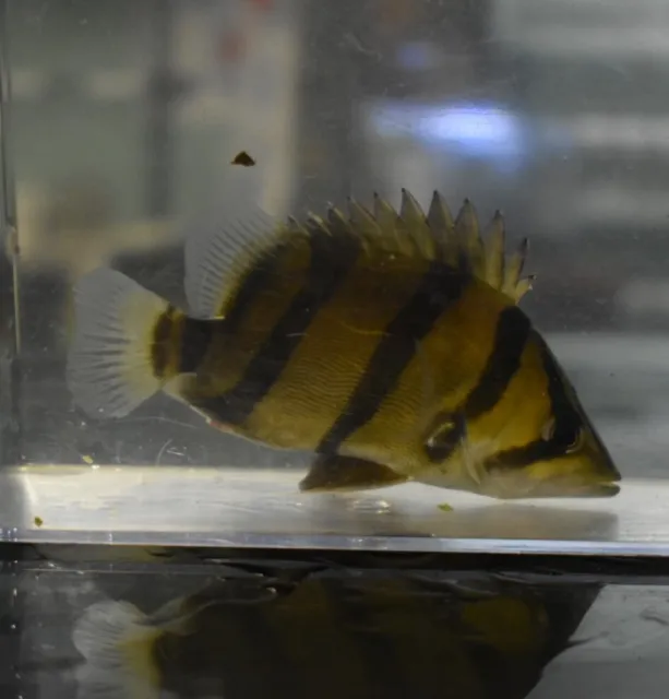 Live Northern Thailand Tiger Datnoid (5" Rare Freshwater Aquarium Monster Fish)