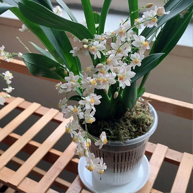 Lot De 10 Pots Transparents Pour Orchidées - Avec Soucoupes Et Trous De Drainage, 11,5 Cm - Parfait Pour Plantes D'intérieur Et Balcon - 4