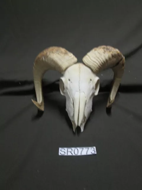 Nice ram skull rustic decor wildlife hill country outdoors SR0773