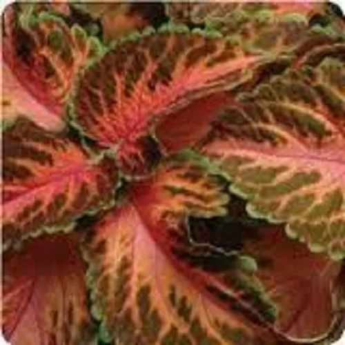 50+ Coleus Wizard Coral Sunrise Flower Seeds / Annual