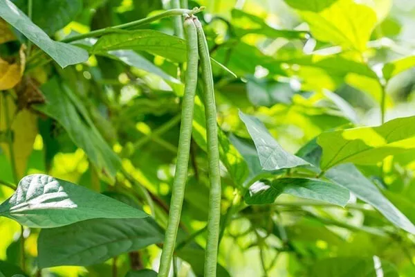 Buy 3 Get 1 Free Mix & Match Thai Yard Long Bean Seeds-Tua Fak Yao Appx 50 Seeds