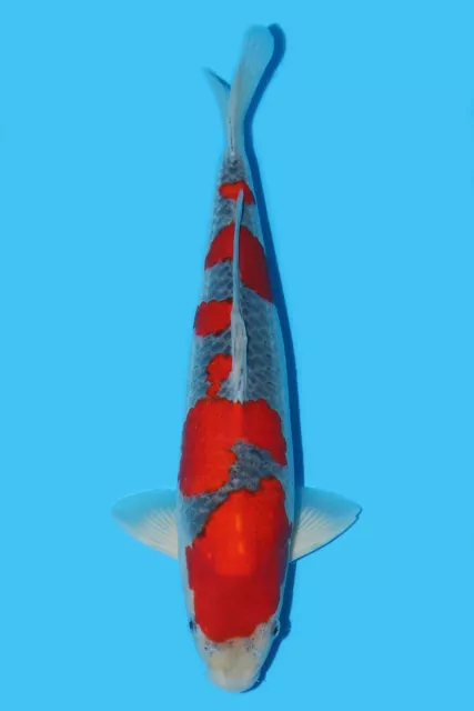 Japanese Koi Carp - Hq Goshiki 51Cm - Courier Available - Exclusively Koi