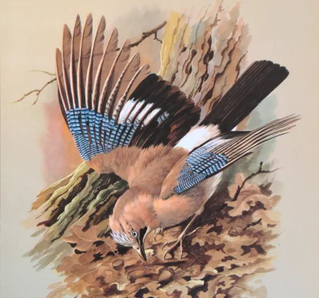 Basil Ede Jay Bird Vintage Art Print Book Plate 4