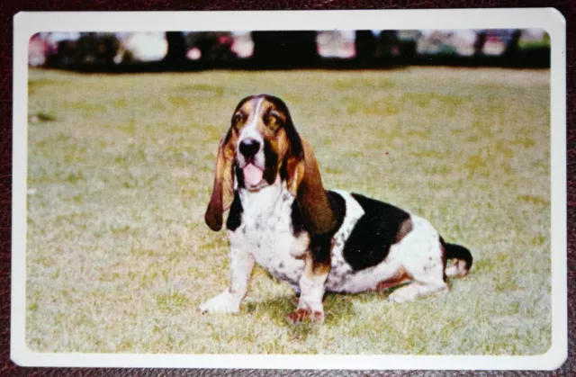 BASSET HOUND    Colour Photo Card   BD24