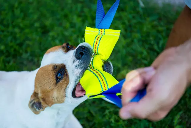 Manicotto per Cani Con Cuciture Esterne Fatta a Mano per Addestramento e Gioco 3