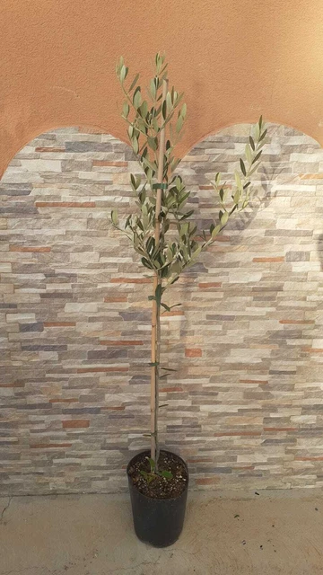 Olivo Bosana | Piante Di Olivo - 2 Anni - Foto 2