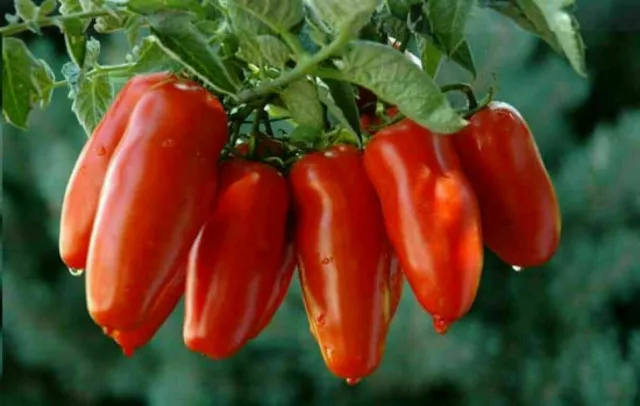 TOMATE SAN MARZANO, 50 graines + GRATUIT+cadeau