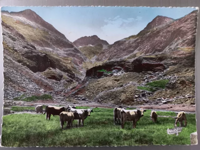 CP 09 HAUTE ARIEGE - Pâturage en haute montagne - Vaches - Ecrite et a voyagé