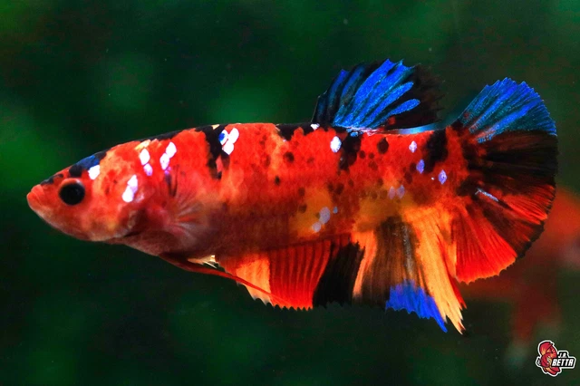 Giant Betta Fish Aquarium Koi Nemo Female Hmpk Size 6 cm. including Tail #F161