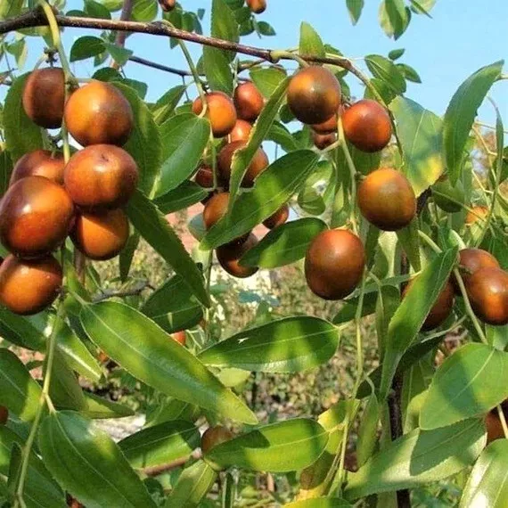 JOJOBA INDIA - PONSIGUÉ - Ziziphus mauritiana 5+ - Semillas Seeds Graines Gx 130