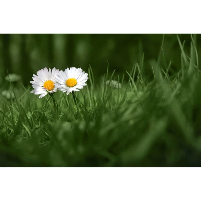 Meadow Daisy Hand Painted Kit Oil Canvas Painting By Numbers DIY Drawing Craft