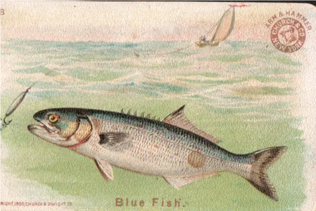 Arm and Hammer Soda Card - Fish Series (Large - 1 7/8"x3") #28 - Blue Fish