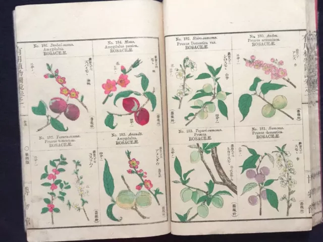 ATQ Beneficial Plants Illustrated Encyclopedia, Buch Nr. 1 im Farbholzschnitt
