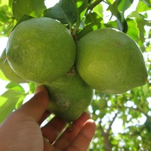 28 kg limoni biologici