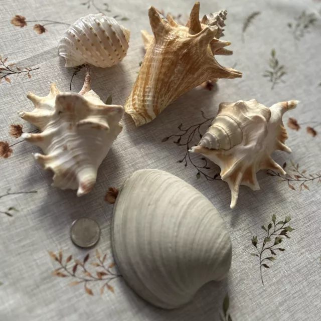 Large Seashells Lot