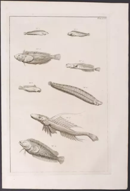 Seba - Fish. 30, 1765 Curiosities Original Folio Engraving