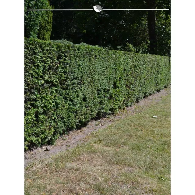 Gemeine Heimische Eibe Taxus baccata 60-80 cm. 20 Heckenpflanzen. BESTSELLER