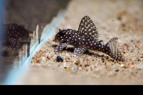 L136A Demini Angelicus Pleco
