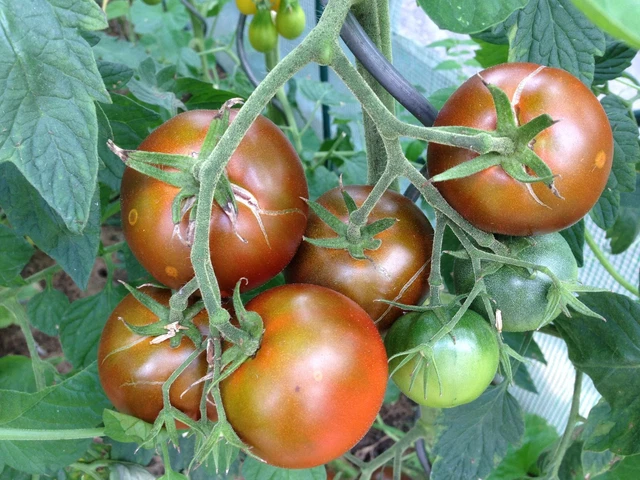 TOMATENSAMEN &amp;SCHOKOTOMATE&amp; &amp;SCHOKO&amp; braun Rarität frische 10+ Samen ...