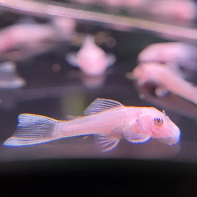 4 x Albino Bristlenose Pleco Plecostomus 