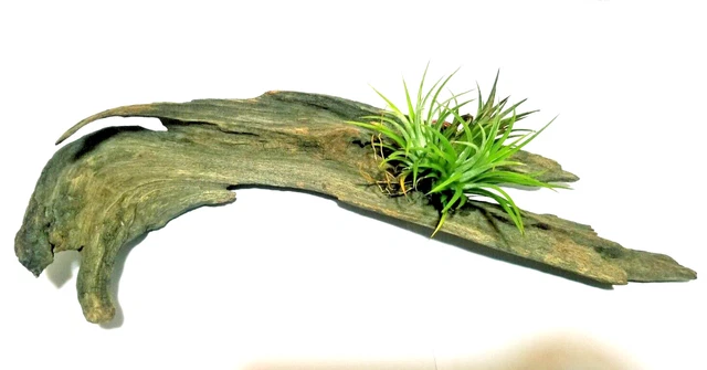 100% Organic Air Plant Holder Timber Bark Home Deco aquarium fish tank Bogwood