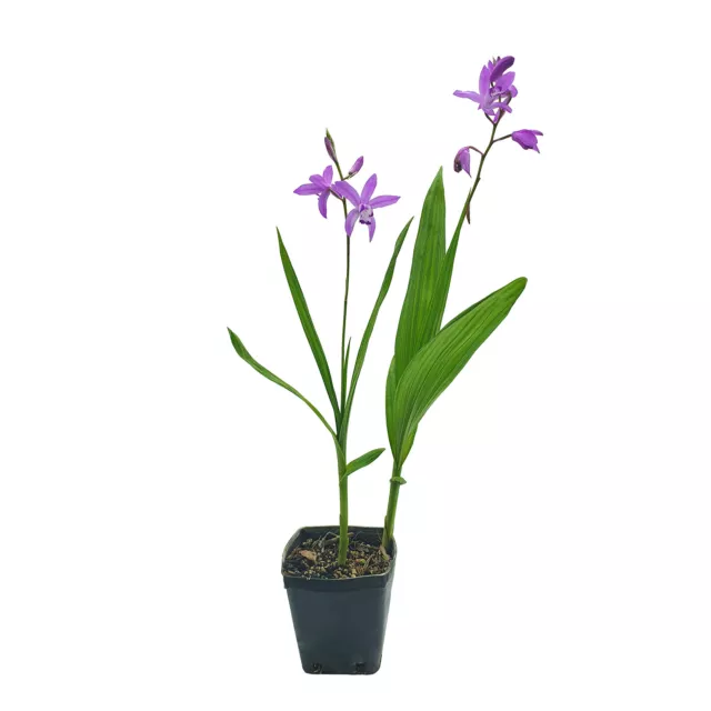 Bletilla Larmée 1 Plante En Vase Carré Orchidée Jacinthe Terricola Rustique