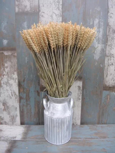 Dried Wheat Bunch 85 / 200 Stems Flowers Arranging Rustic Wedding Harvest 18-20"