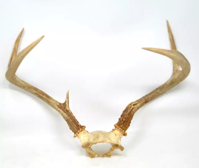 Whitetail Deer on Skull Bone 5 Point Antler Horn Mount Taxidermy Rack Cabin