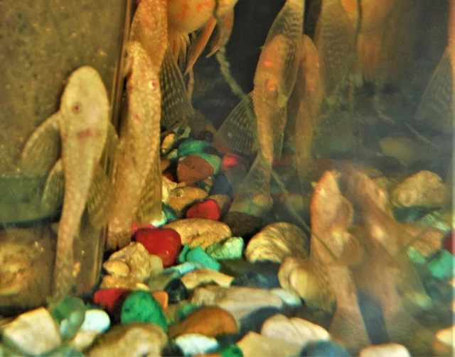 Longfin Albino Pleco 2 Inch