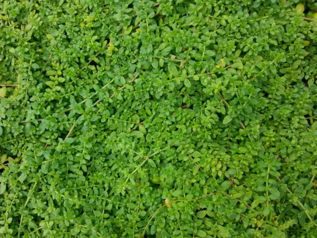 Bruchkraut Herniaria glabra 'Serpyllifolia' Flächendecker Sommerblüher