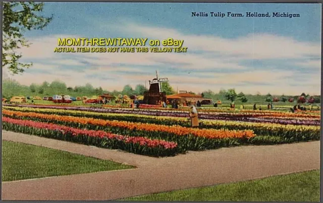 PC LINEN Nellis Tulip Farm Holland Michigan MI Postcard LIN Vintage Flowers