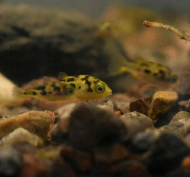 Live Indian Dwarf Pea Puffers *Pack of 3 Freshwater Nano Fish* (PLS READ DESCR) 4
